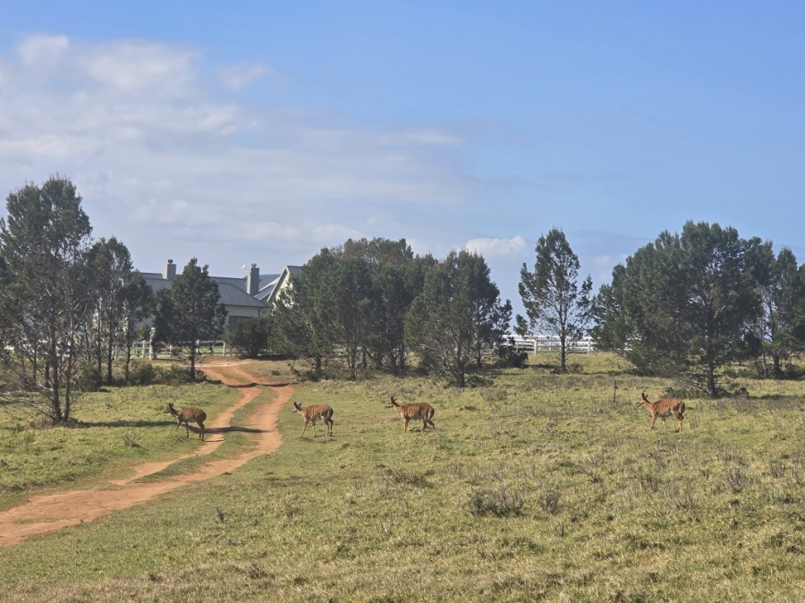 0 Bedroom Property for Sale in Kabeljauws Eastern Cape